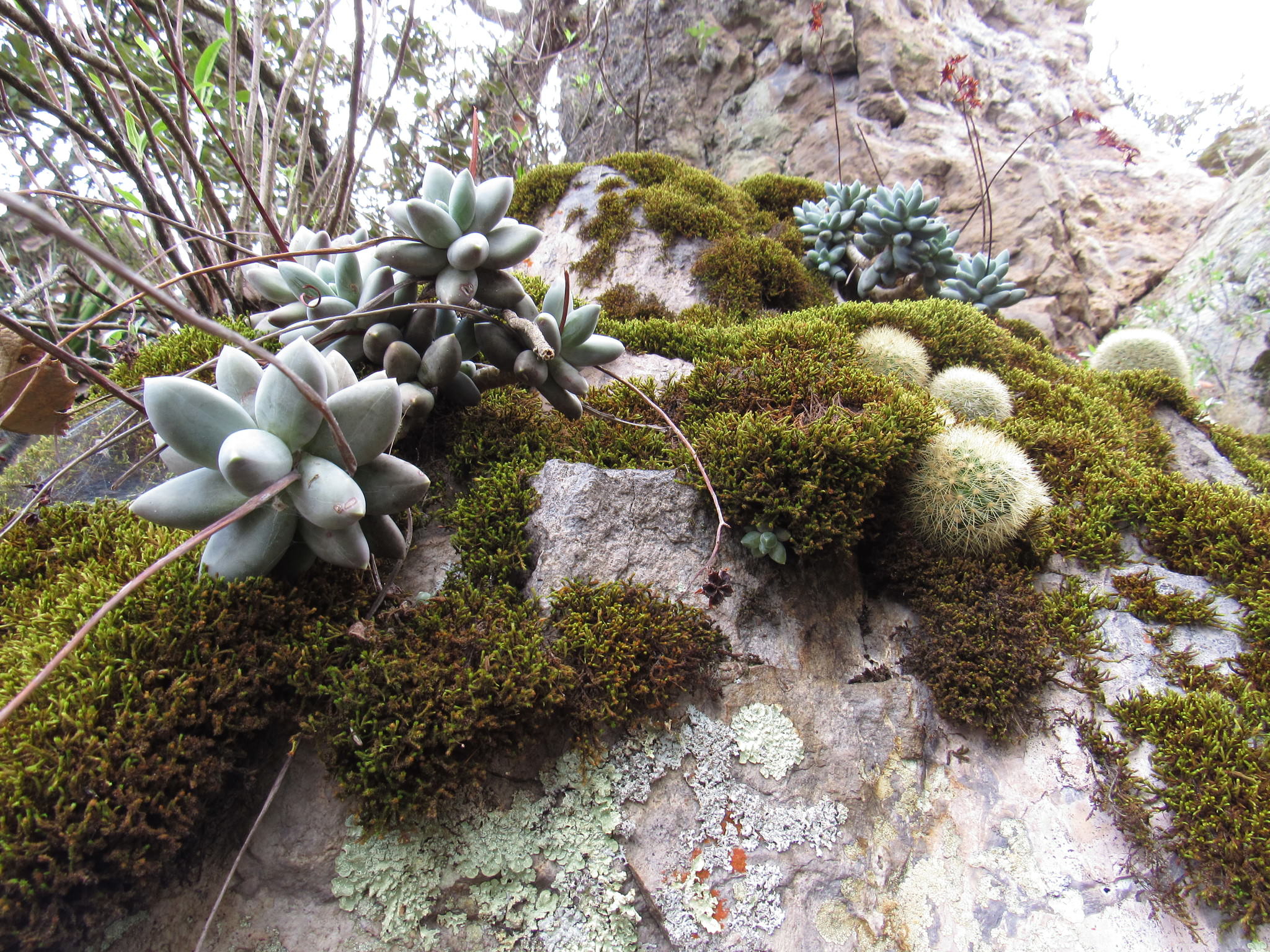 Pachyphytum compactum